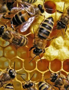 L'espace apicole de Colroy-la-Roche