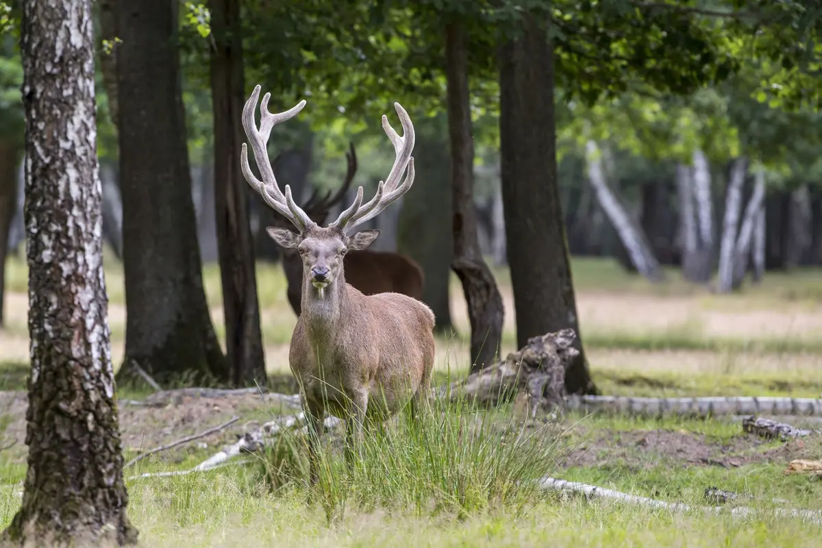 L'Espace Rambouillet rouvre ses portes pour une immersion en forêt