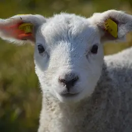 L'Eté à la ferme : la ferme de Fages