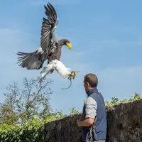 Un Pygargue de Steller et son dresseur &copy; Aurore Schenck