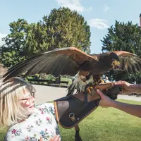 Une rencontre avec la Buse de Harris &copy; Pierre Defontaine ARTGE