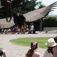 L'Aigle Bateleur &copy; Eric Renaud