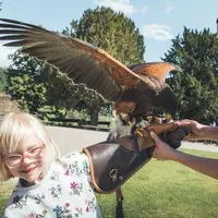 Une buse de Harris sur le bras d'un petit visiteur &copy; Pierre Defontaine ARTGE