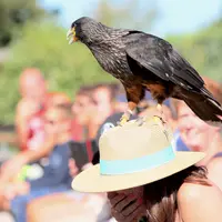Un Caracara austal &copy; Volerie des Aigles