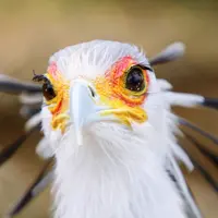 Un Messager Sagittaire &copy; EyeEm