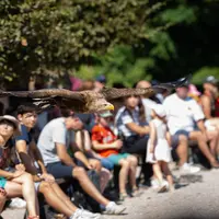 Le Pygargue à queue blanche en plein vol &copy; Eric Renaud