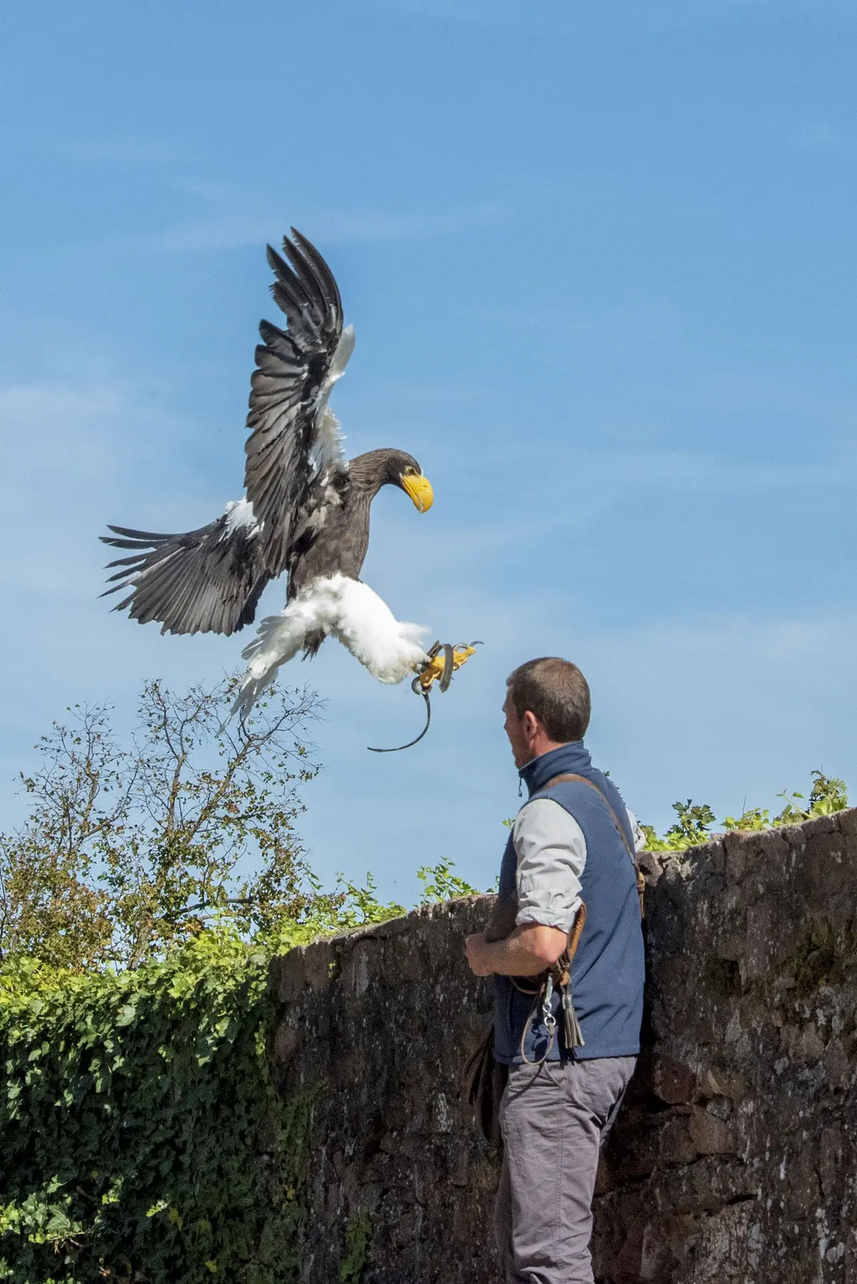 Un Pygargue de Steller et son dresseur