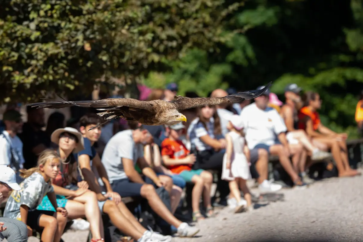 Le Pygargue à queue blanche en plein vol