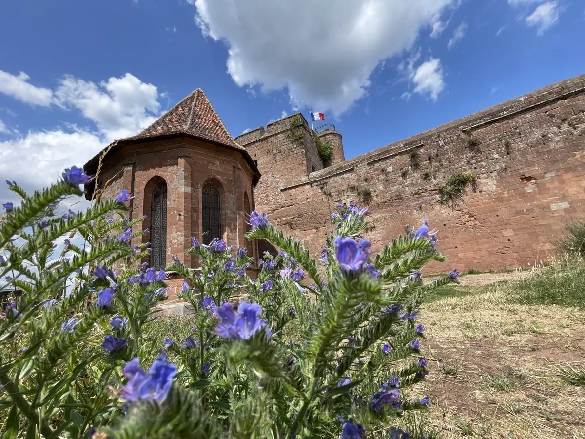 L'été au château de Lichtenberg : animations, visites et soirées inédites