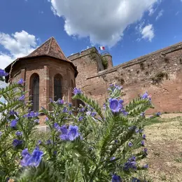 L'été au château de Lichtenberg : animations, visites et soirées inédites