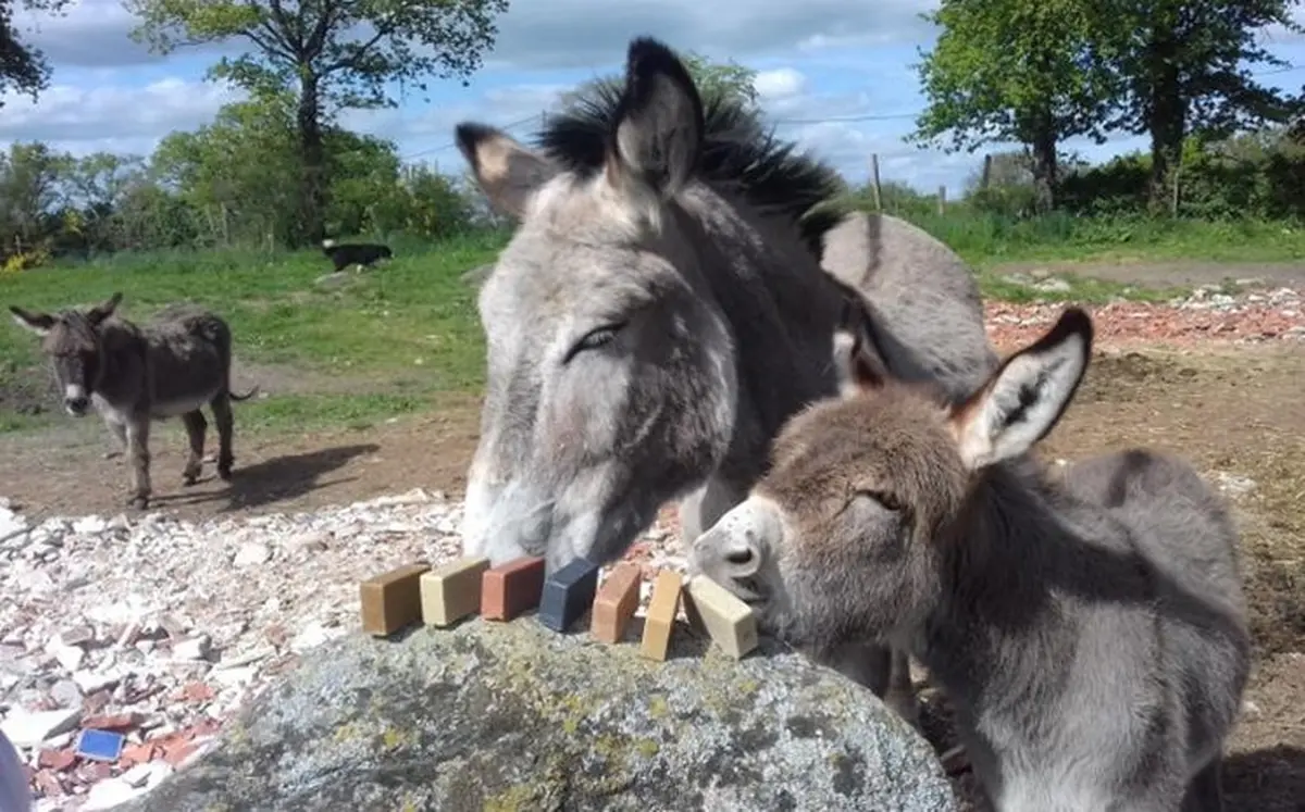 L’été chez Arcoul’âne