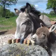 L’été chez Arcoul’âne