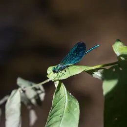 L'été de l'Office : Balade naturaliste sur les bords de l'Eyre