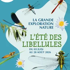L'été des libellules - Ateliers sciences et nature