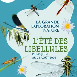 L'été des libellules - Ateliers sciences et nature