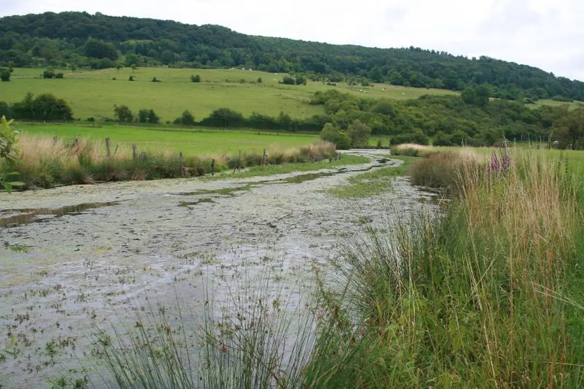 L'été en vallée de la Meuse, focus sur la noue