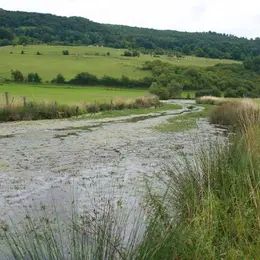 L'été en vallée de la Meuse, focus sur la noue