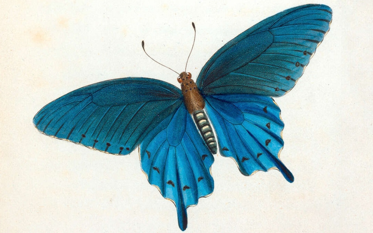 L'Heure musicale : araignées & insectes