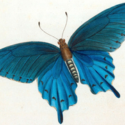 L'Heure musicale : araignées & insectes