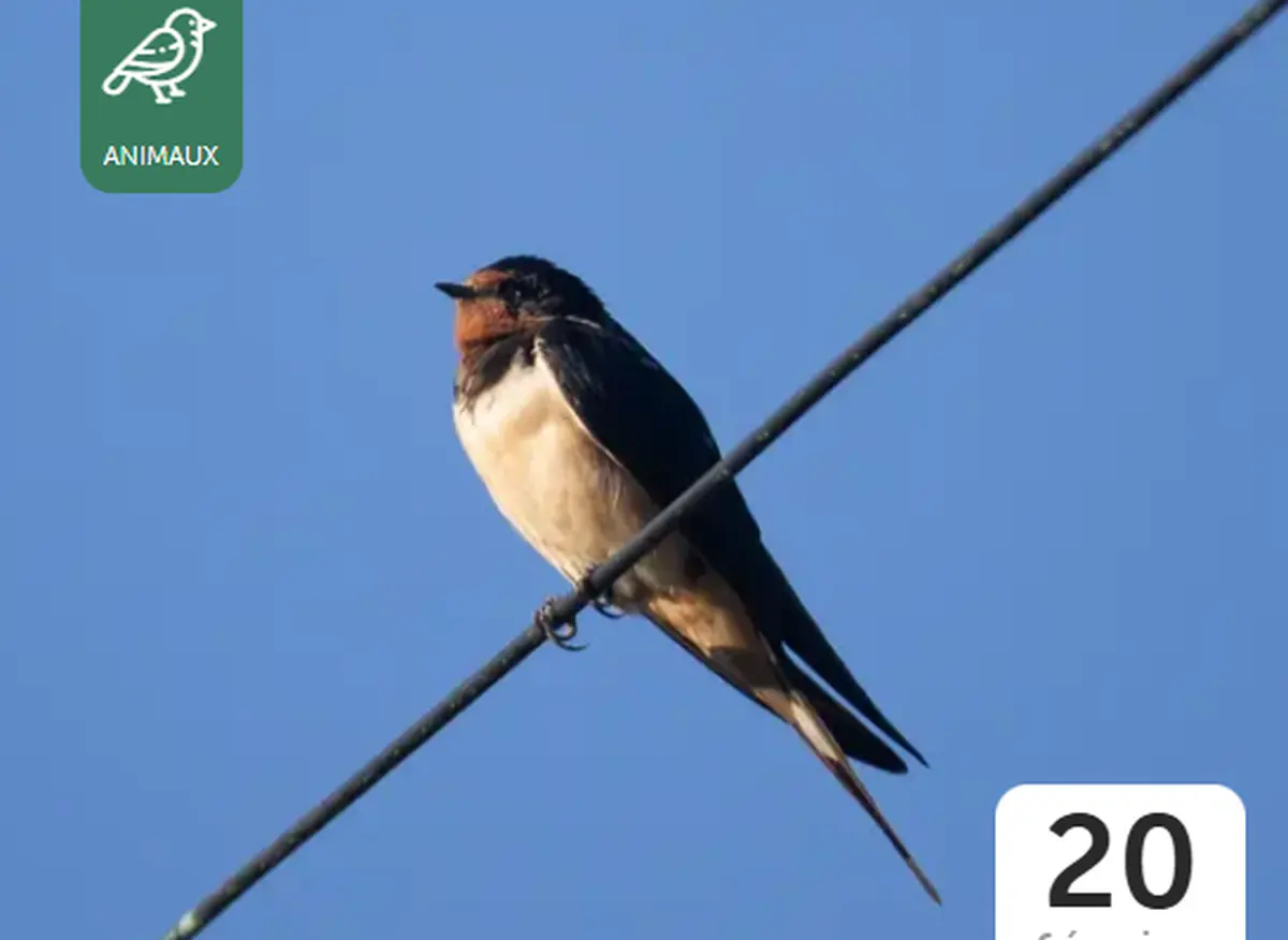 L'hirondelle fait le printemps