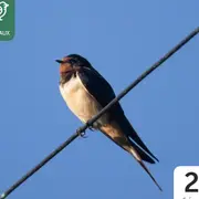 L'hirondelle fait le printemps