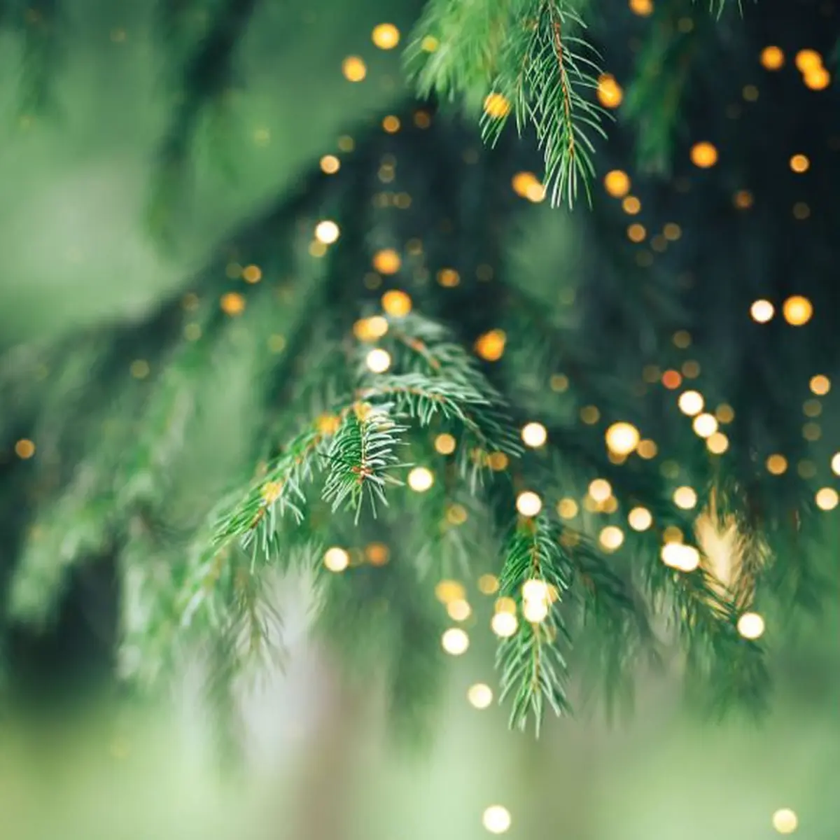 L’histoire de l’arbre de Noël