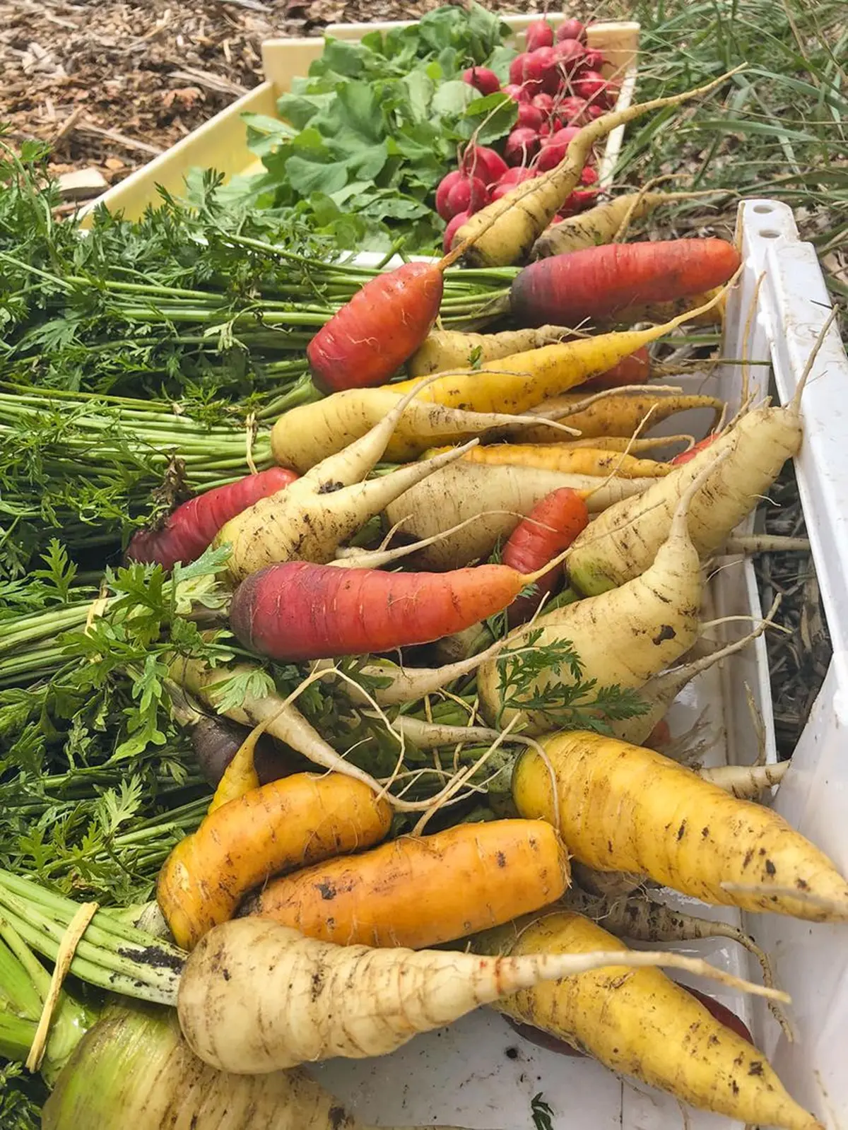 Oh les beaux légumes !