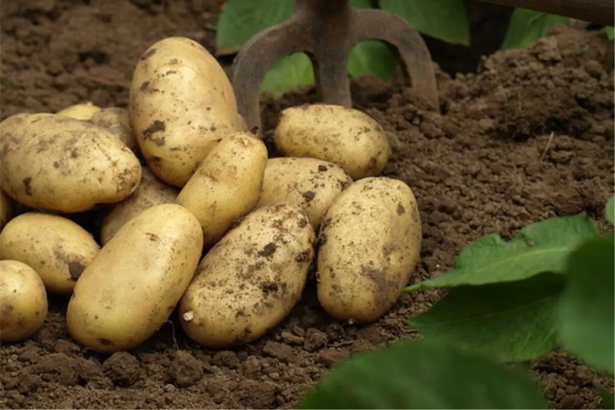 L’incontournable pomme de terre