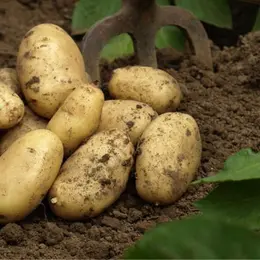 5 légumes simples à cultiver
