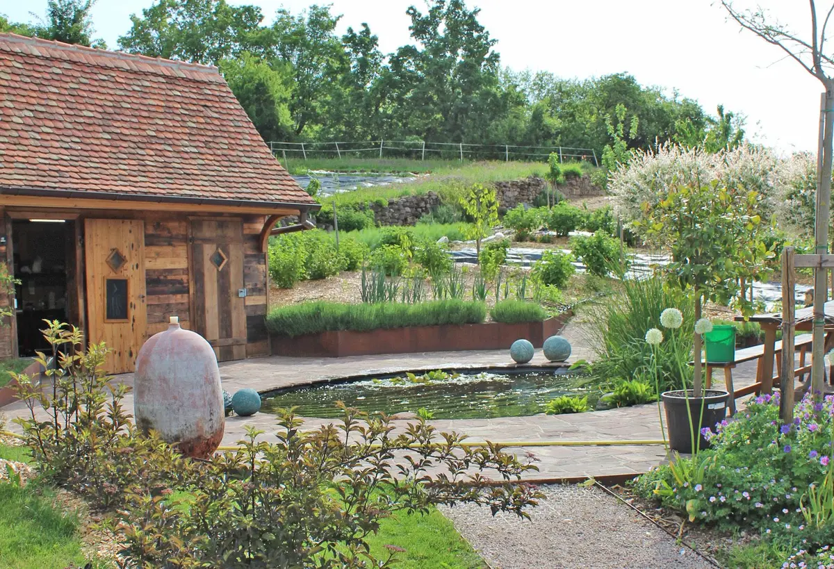 Le petit point d'eau et ses carpes koï