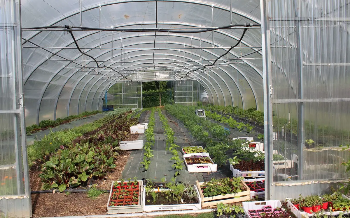 La serre et sa production du moment