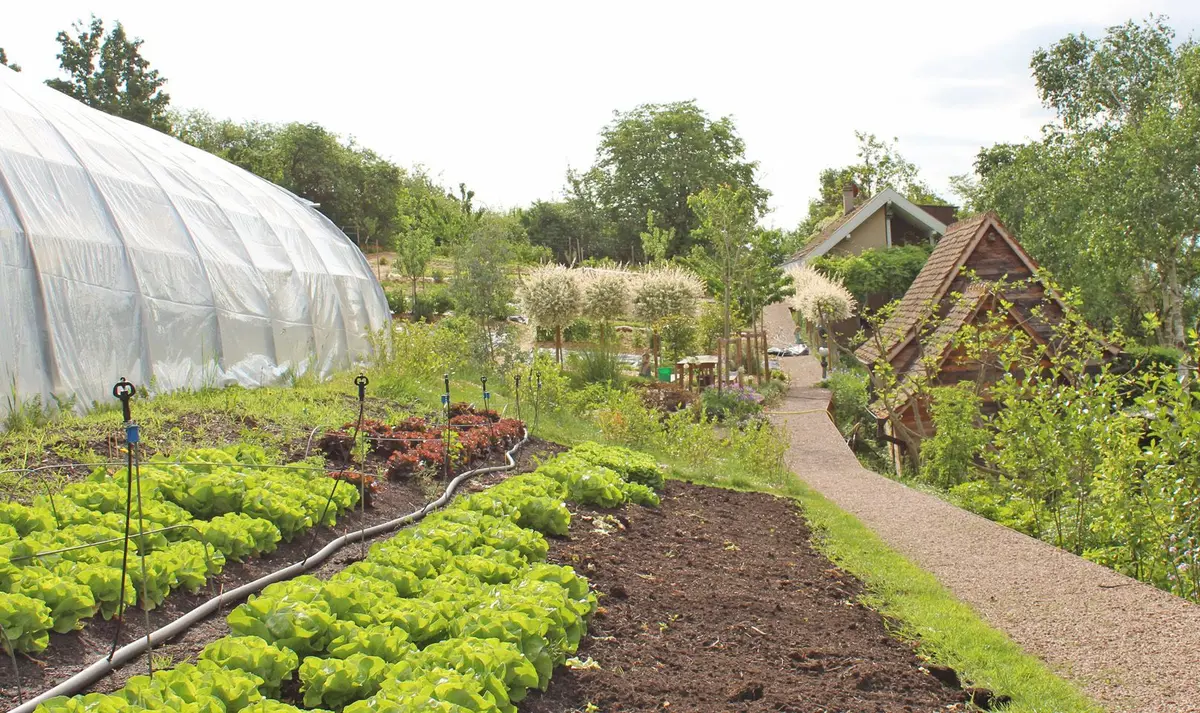 Les belles laitues !