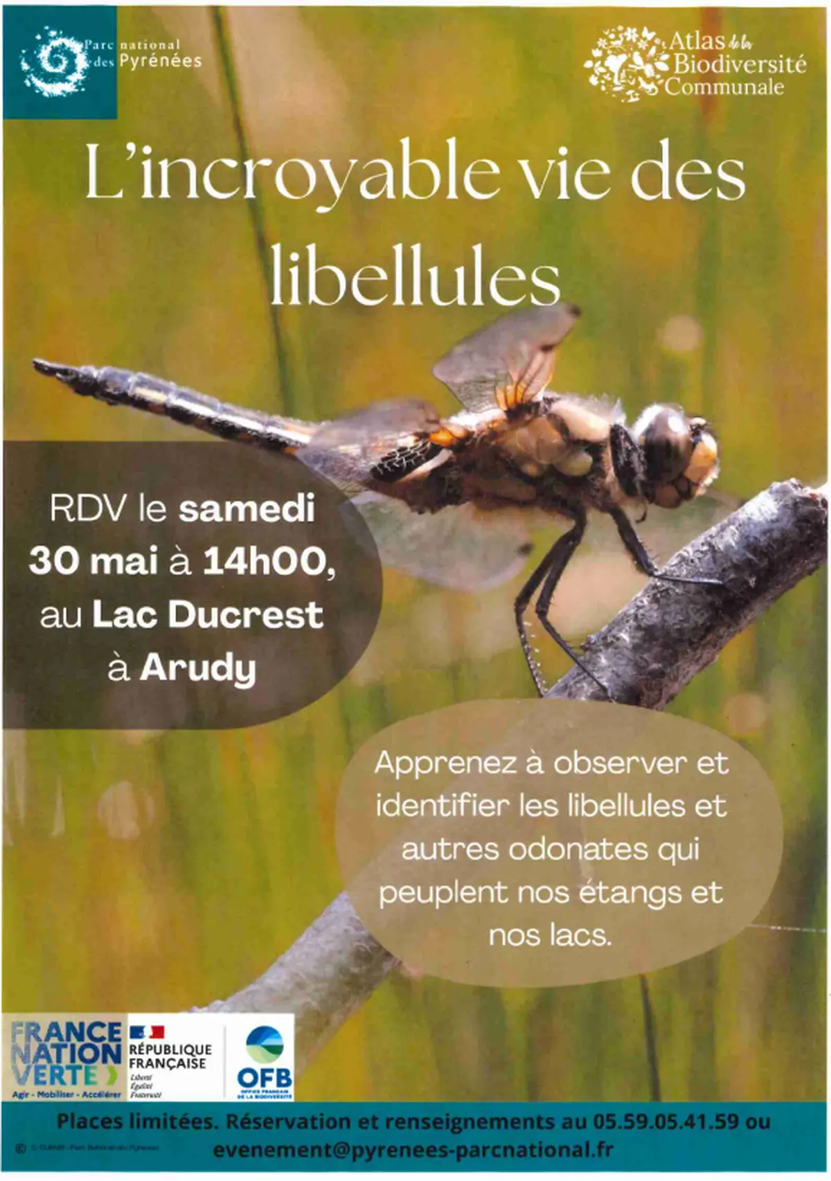 L'incroyable vie des libellules