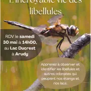 L'incroyable vie des libellules