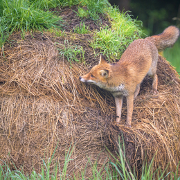 L’individu derrière l’espèce : comment redonner un visage à la biodiversité