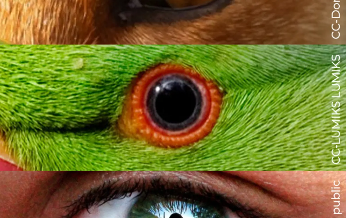L’individu derrière l’espèce : comment redonner un visage à la biodiversité