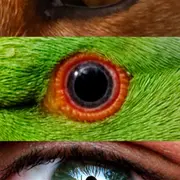 L’individu derrière l’espèce : comment redonner un visage à la biodiversité