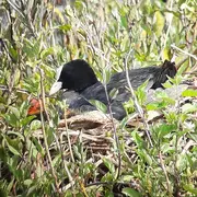 L’oiseau fait son nid