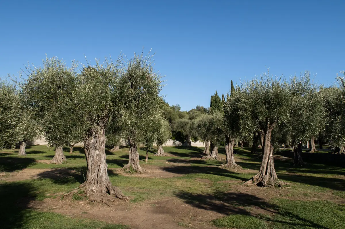 L'Olive de Nice et la Route des Oliviers : à la découverte d'un trésor du Pays Niçois