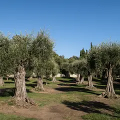 L'Olive de Nice et la Route des Oliviers : à la découverte d'un trésor du Pays Niçois