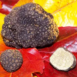 L'omelette aux truffes