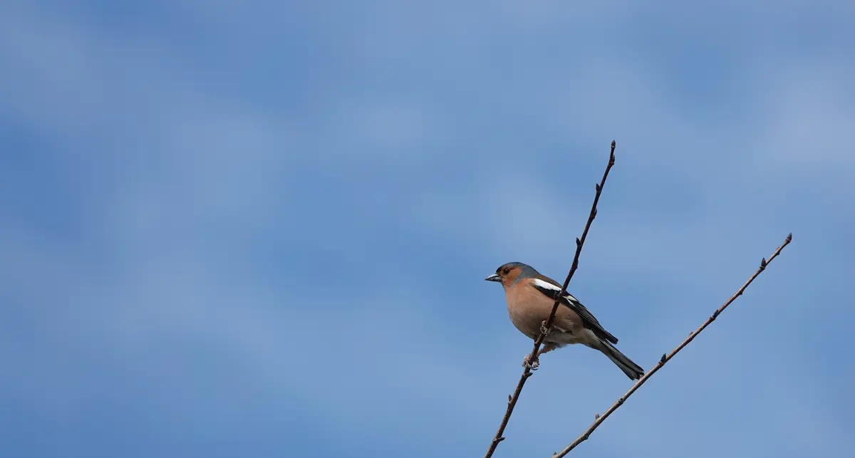 L’ornithologue