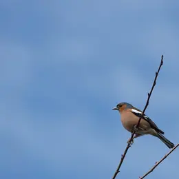 L’ornithologue