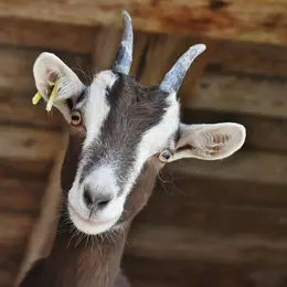 La balade des chèvres à La Ferme du Poney Fringant d'Azérables