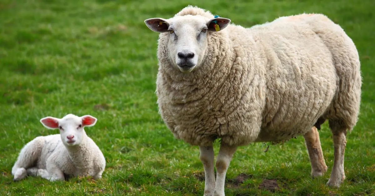 La billetterie pour le Salon de l'agriculture 2026 est ouverte + bon plan de Noël