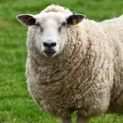 La billetterie pour le Salon de l'agriculture 2026 est ouverte + bon plan de Noël