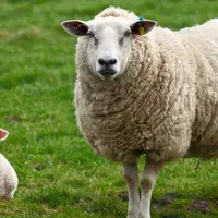 La billetterie pour le Salon de l'agriculture 2026 est ouverte + bon plan de Noël DR