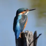 La biodiversité au fil de l'eau