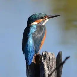 La biodiversité au fil de l'eau