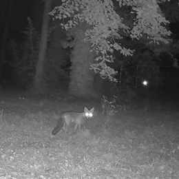 La biodiversité nocturne du Parc Floral de Paris
